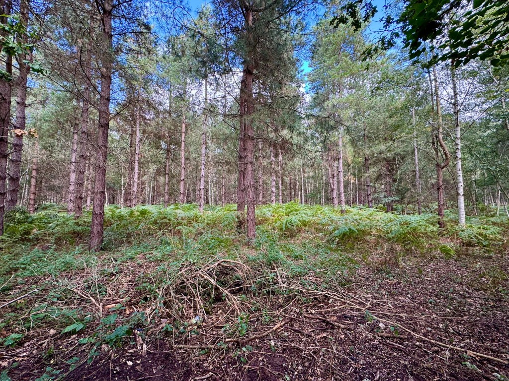 Images for The Walks, Bromeswell, Woodbridge